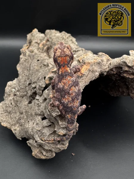 Banded Red and Orange Blotch