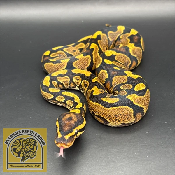 Enchi YB 100% Het Pied