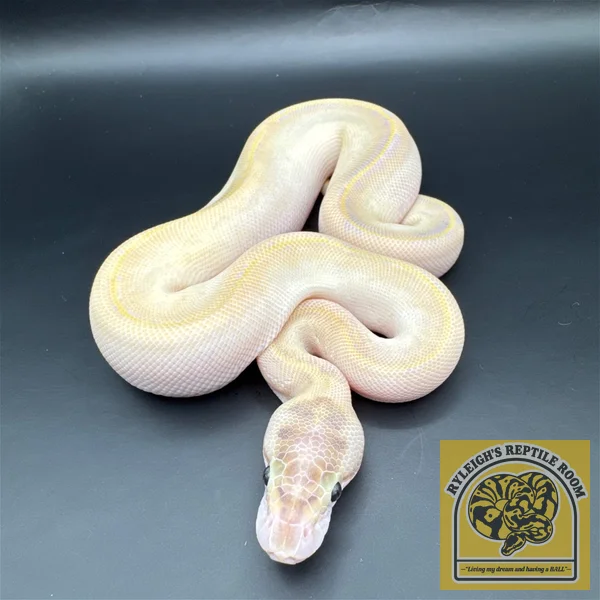 Ivory (Pos OD)