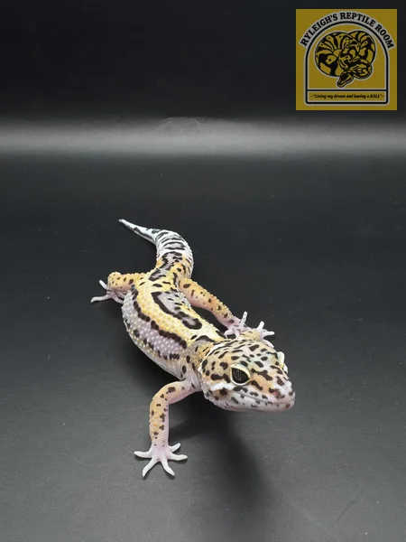 TSM Black Night Mack Snow 100% Het Rainwater Albino
