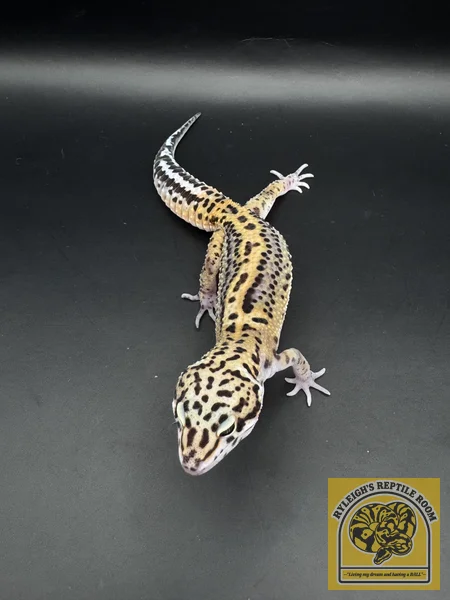 TSM Dark Night 100% Het Rainwater Albino