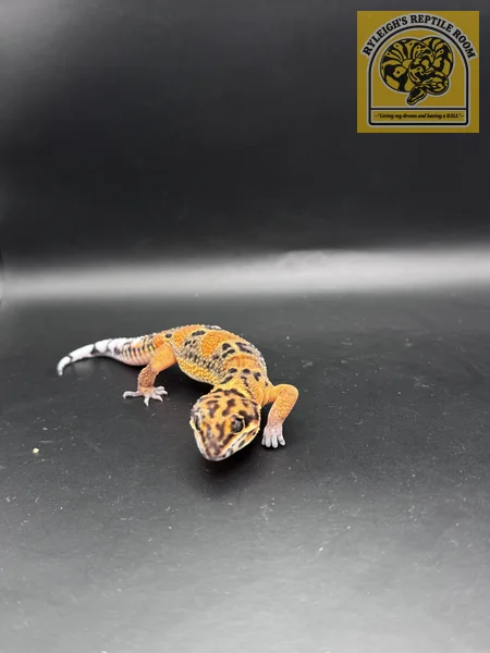 TSM Black Night Tangergine Clown 100% het Rainwater Albino