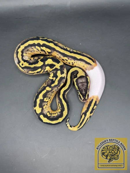 Pastel Pied