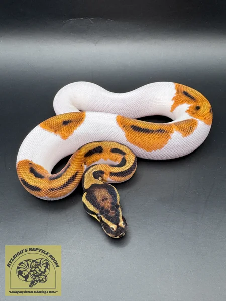 OD Pied