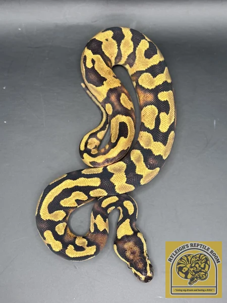 Enchi OD YB (100% Het Pied)