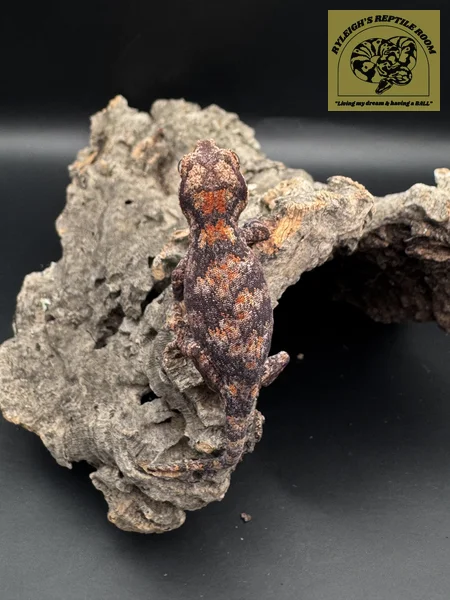 Banded Red and Orange Blotch