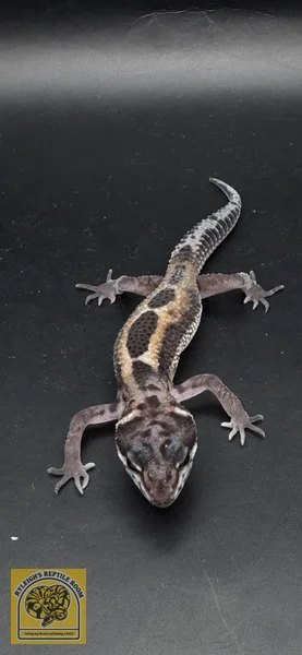 TSF Black Night Mack Snow 100% Het Rainwater Albino