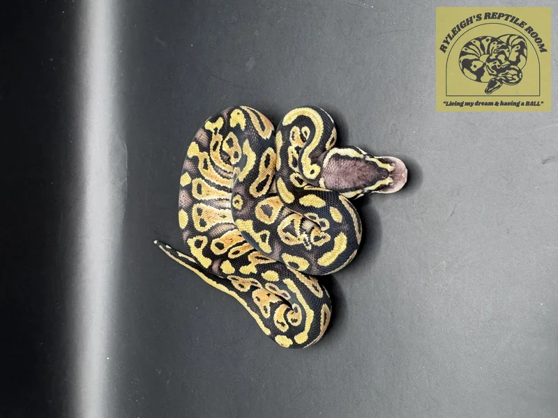 Pastel OD YB (50% Het Clown)
