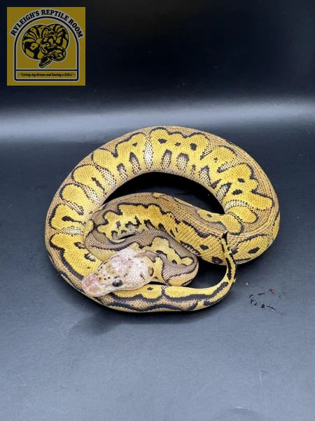 Pastel Phantom Clown 