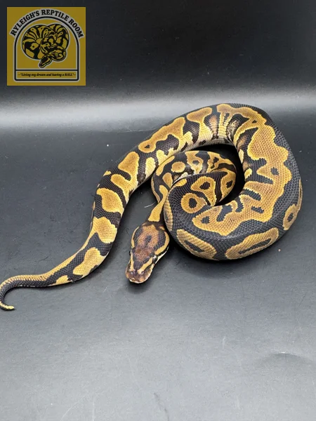 OD Leo (100% Het Clown)