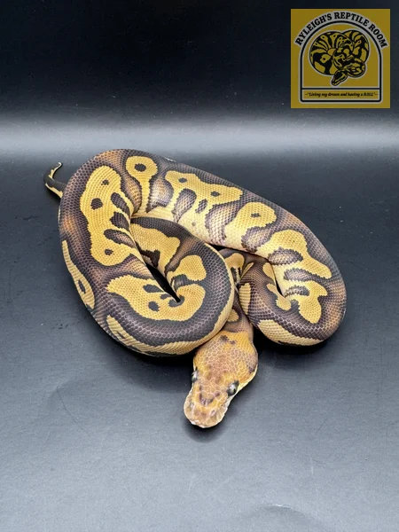 Phantom OD Leo Clown (50% Het Hypo)