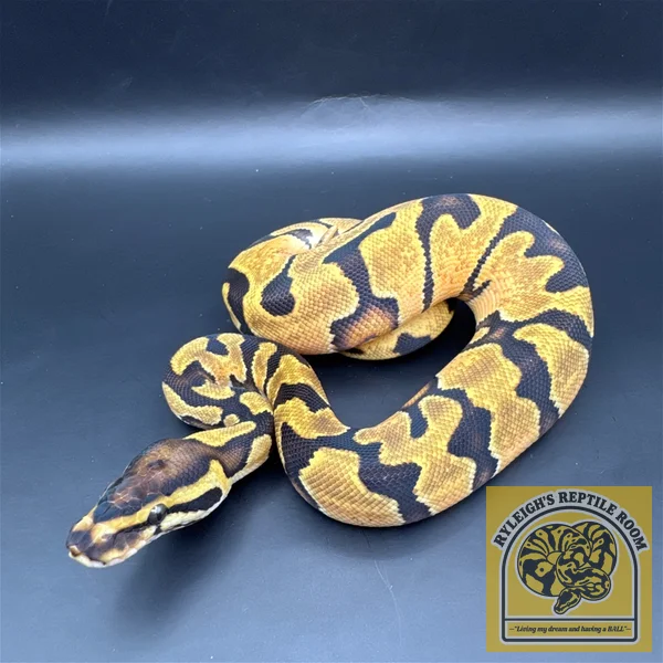 Enchi OD 100% Het Pied