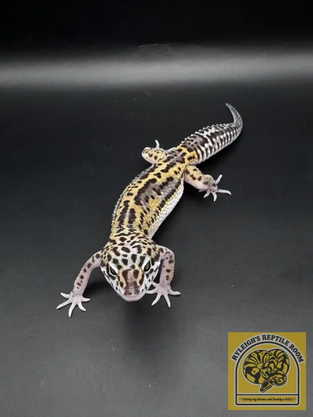TSM Black Night 100% Het Rainwater Albino