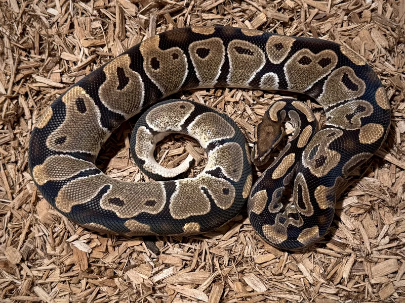 DH Lavender Albino Clown