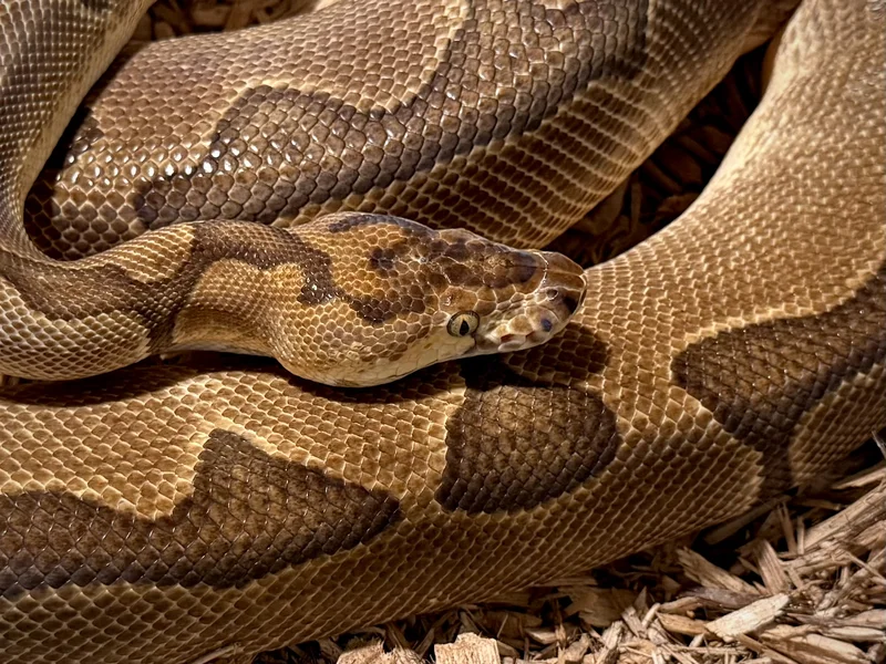 Enchi Clown het Pied 