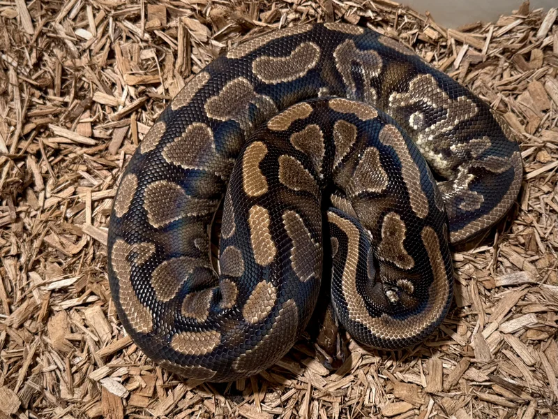 Yellow Belly DH Clown Pied