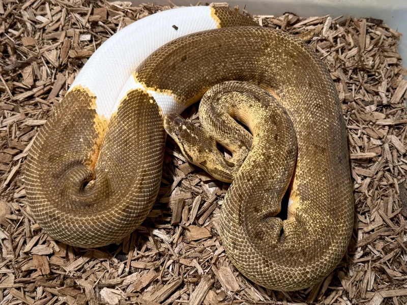 Enchi Pastel Pinstripe Pied het Clown 