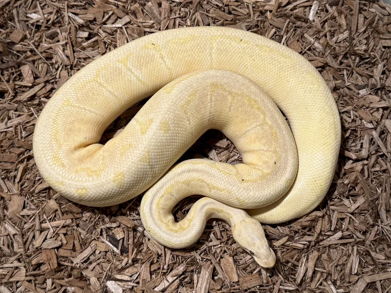 Banana Pastel Pinstripe DH Clown Pied