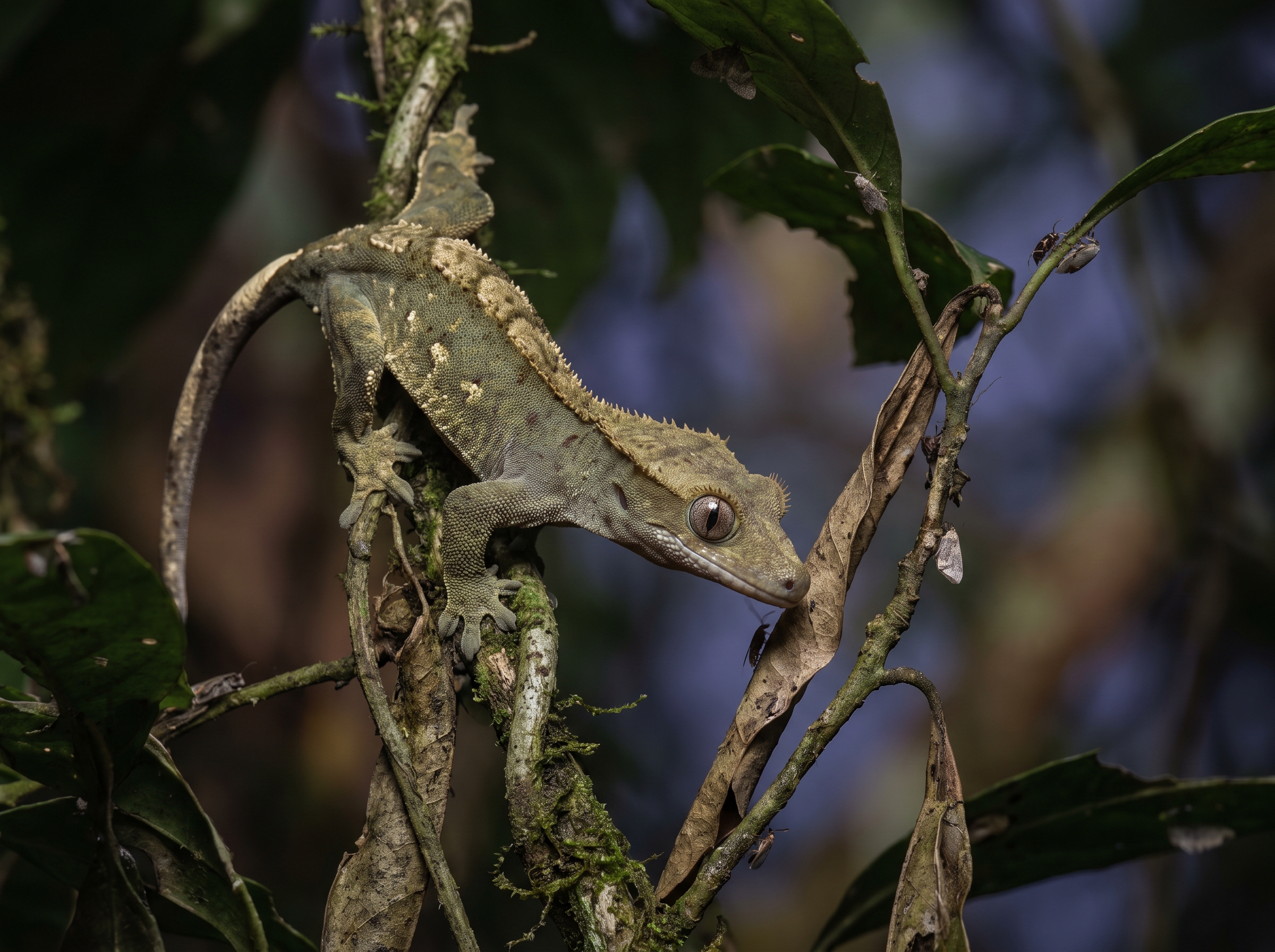 A crested gecko rests on vines high in a tree canopy at night.
