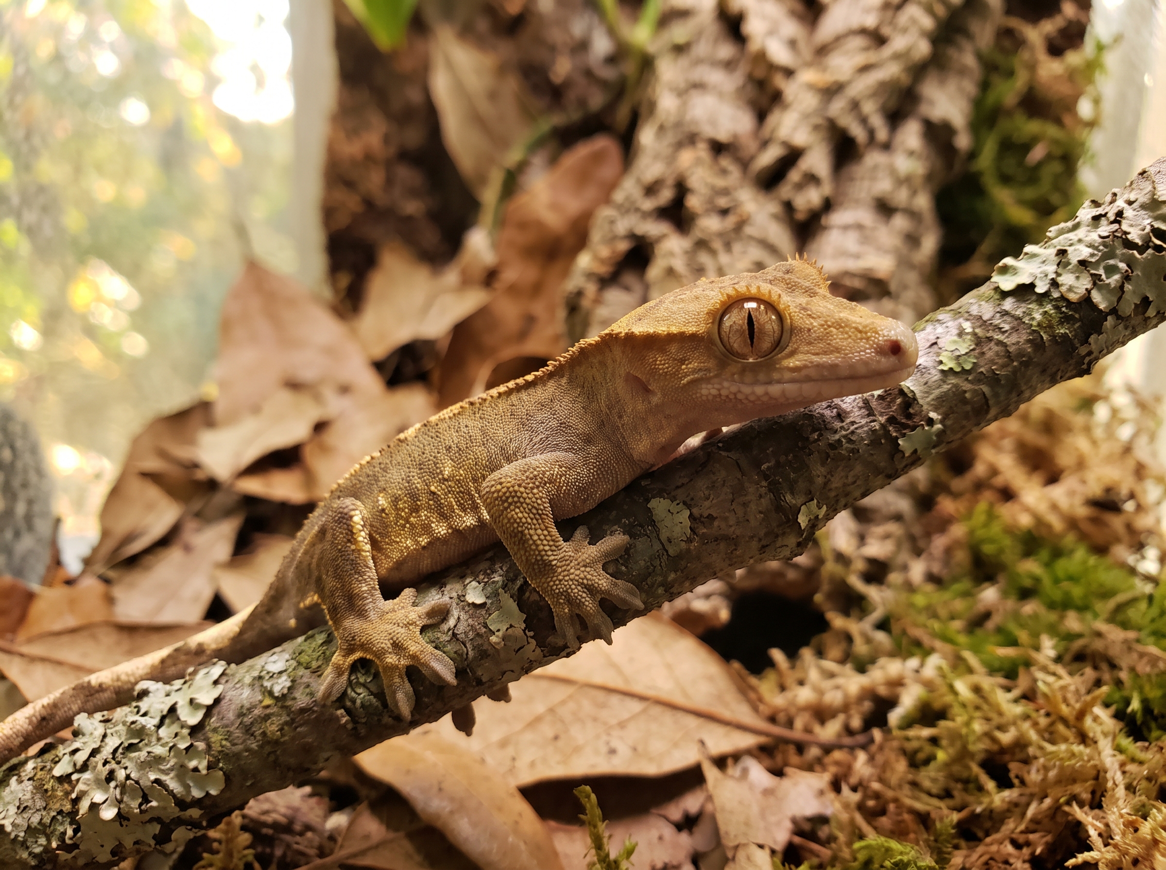 A young crested gecko perched on a branch in a clean enclosure.