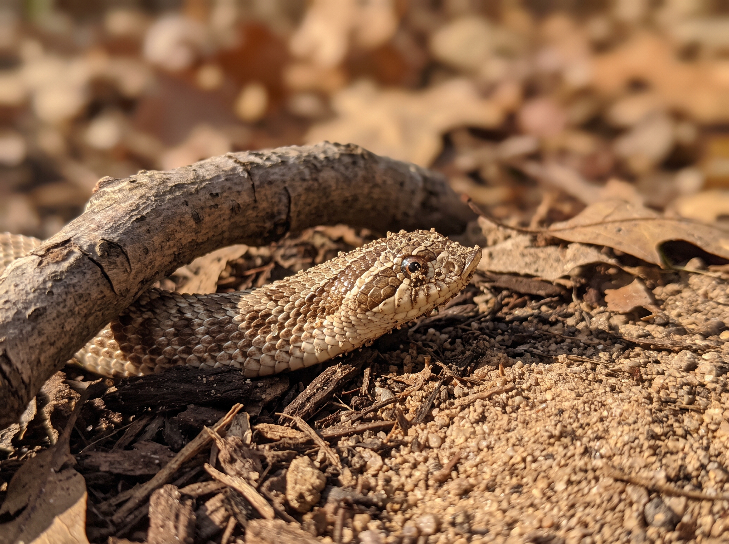 A western hognose snake burrowing into loose substrate with leaf litter nearby.