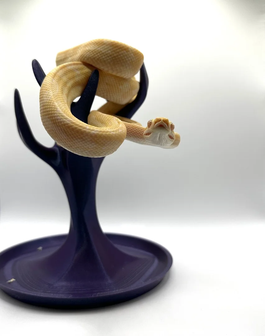 image_28jdaa4f_large_20261024_192649_15f5d02c.webp
