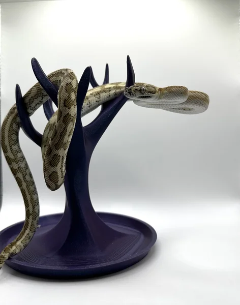 Hypo