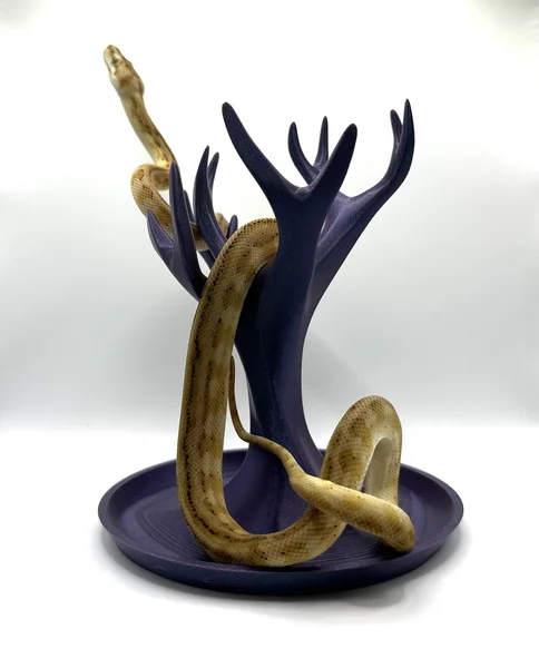 Hypo Jaguar
