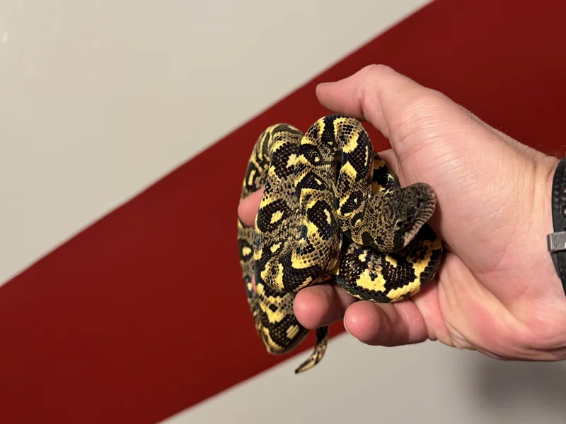 Madagascar Tree Boa 
