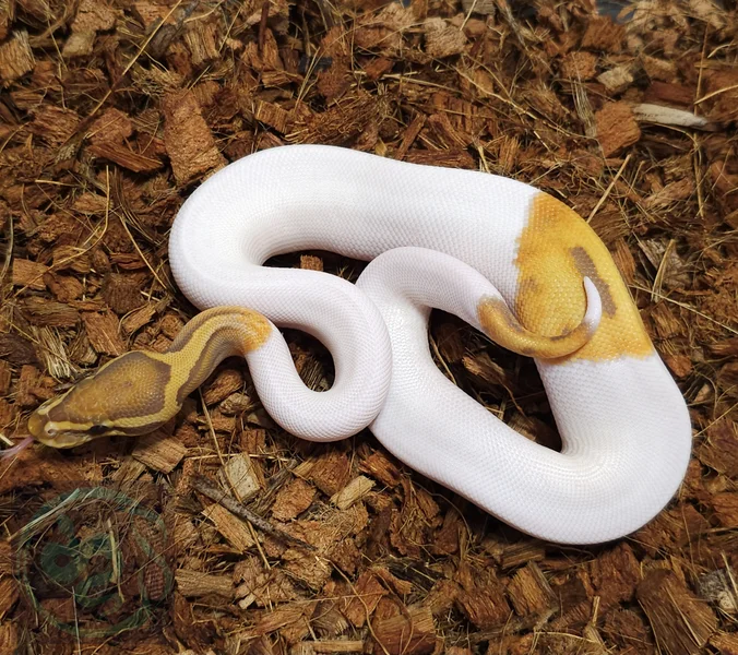 Ultra Pied
