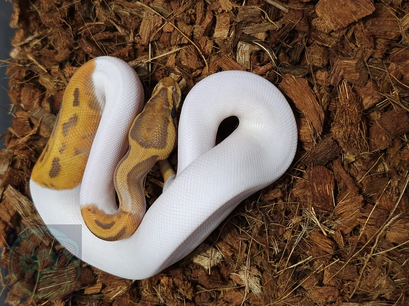 Leopard Ultra Pied