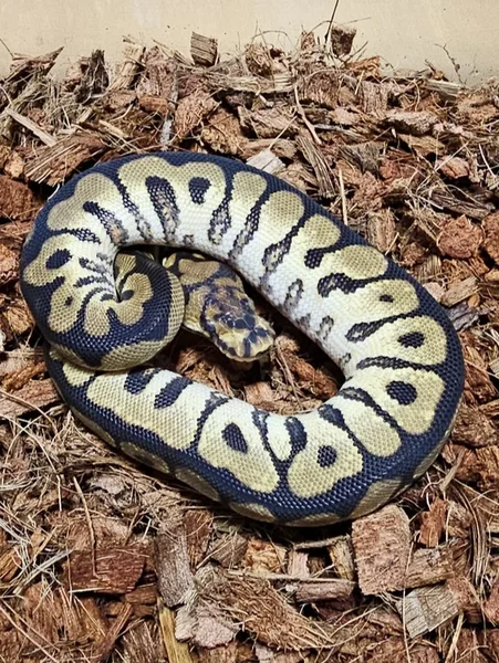 Spotnose YB Clown 50% Hypo