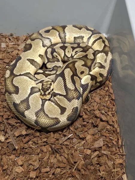 Pastel Enchi 100% Het Desert Ghost & Clown