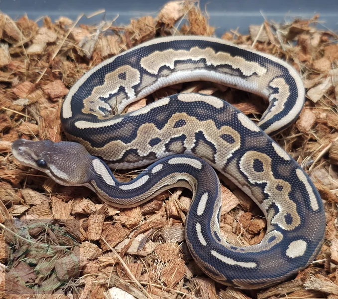 Cinnimon het Ultra Pied