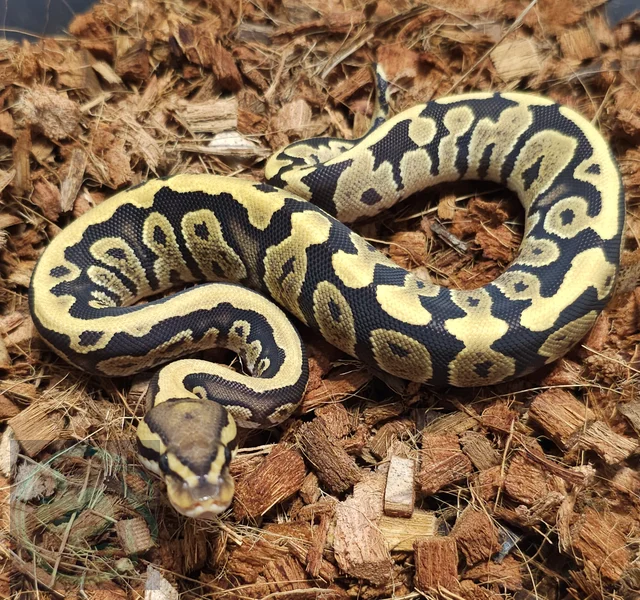 Fire  het Hypo Clown