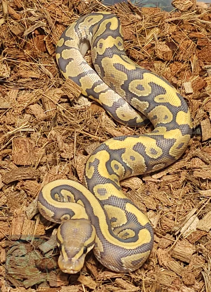 Fire Hypo het Clown