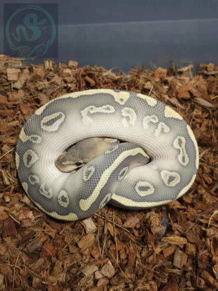 Wookie Lesser Ghost het Clown