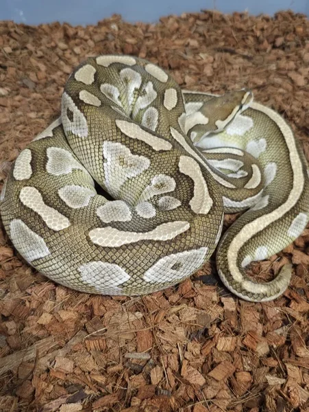 Butter het. Clown