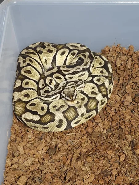 Pastel Vanilla