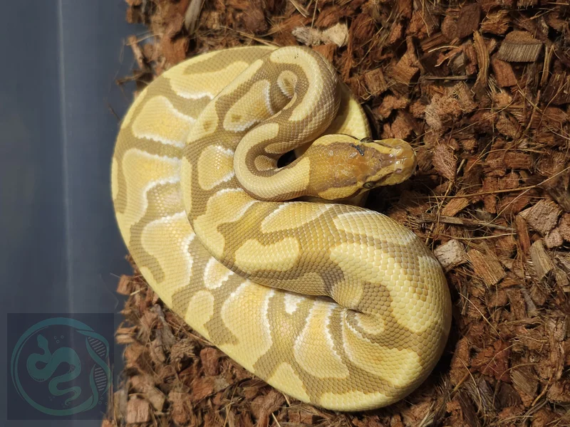 Enchi Ultramel het Clown