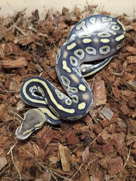 Butter Wookie het. Clown 50% Hypo