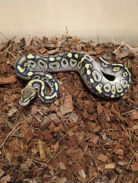 Butter Wookie het. Clown 50% Hypo