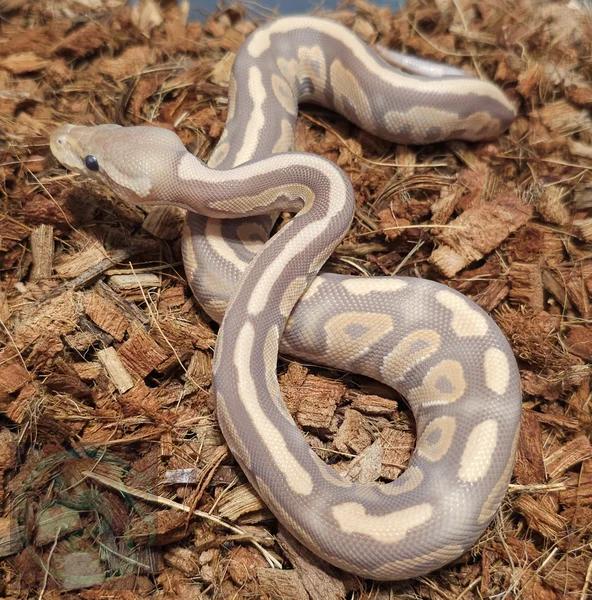 Cinnimon Ultramel het Pied