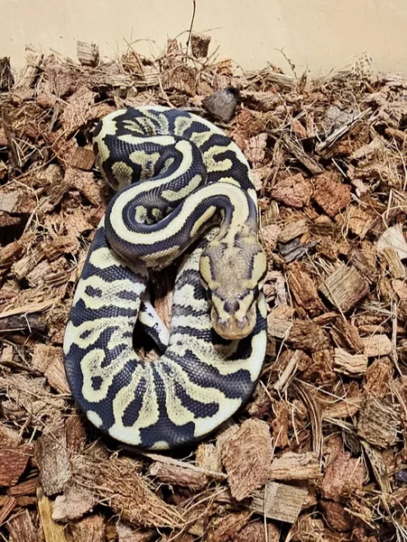 Spotnose YB Fire Mocha het Clown 50% Hypo