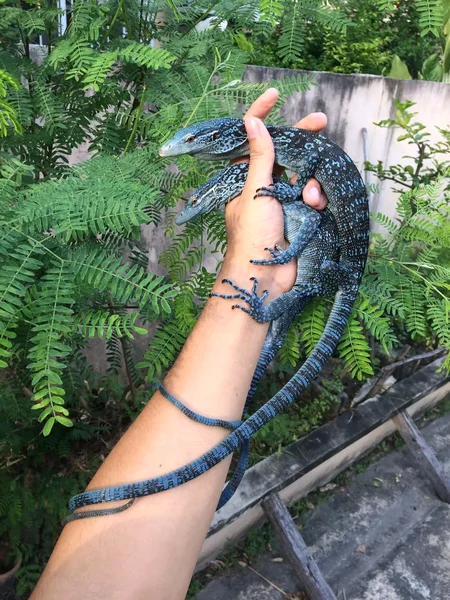 Pair of blue tree monitors for sale