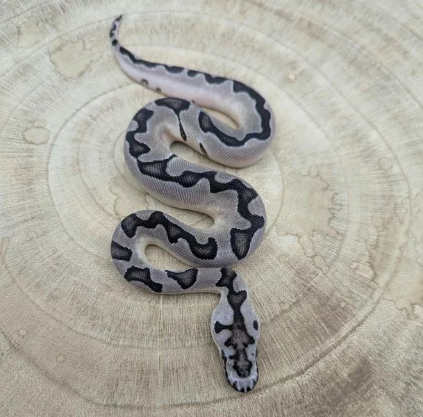 Enchi VPI Axanthic Clown Possible Blade