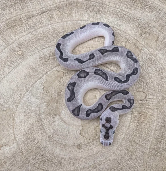 Enchi Blade VPI Axanthic Clown