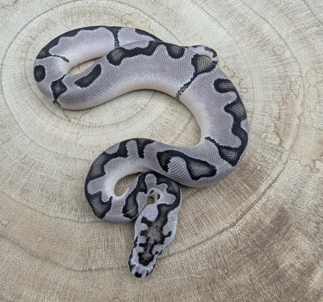 Enchi VPI Axanthic Clown Possible Blade