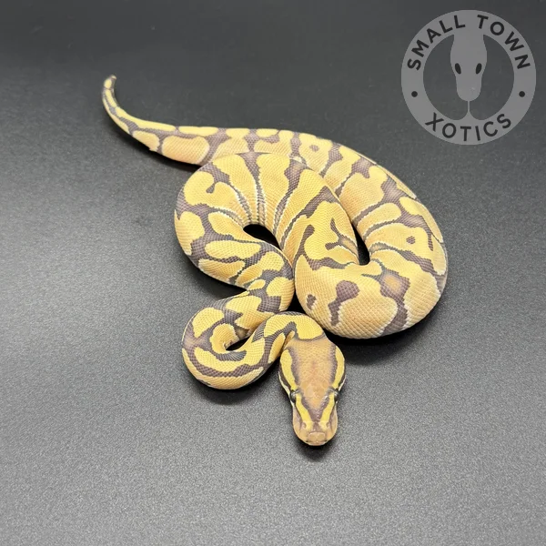 Enchi Hypo DG