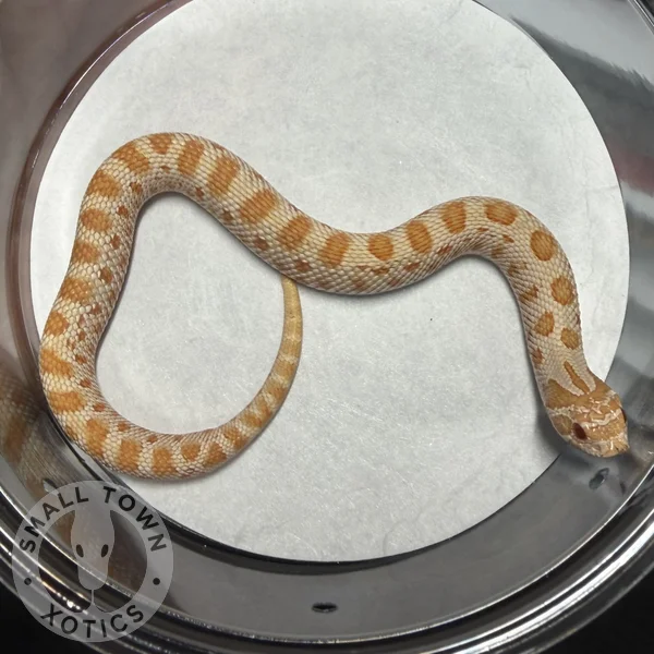 AA Het Axanthic 